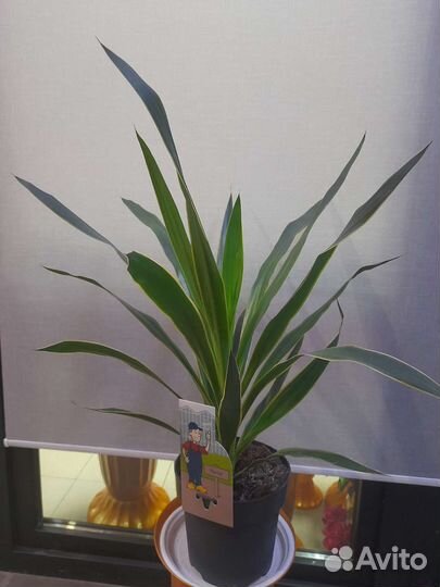 Юкка в наличии