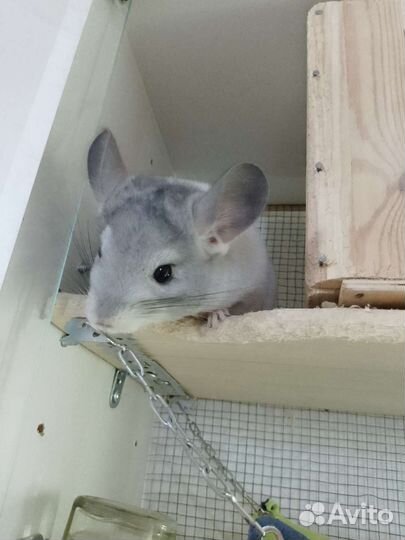Шиншилла мальчик