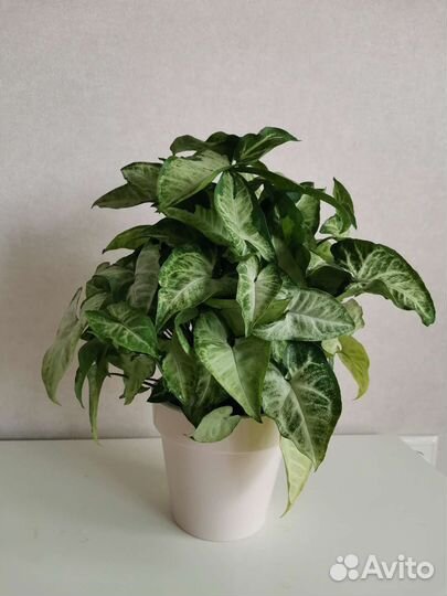 Сингониум Панда белая форма (Panda White Form)