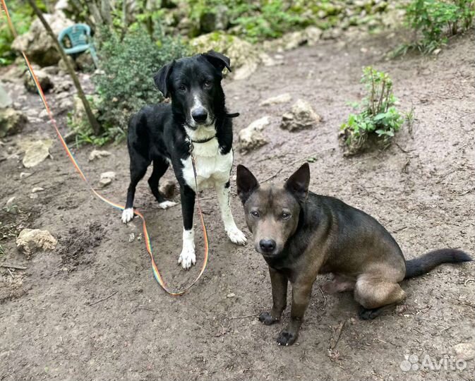 Собака в добрые руки