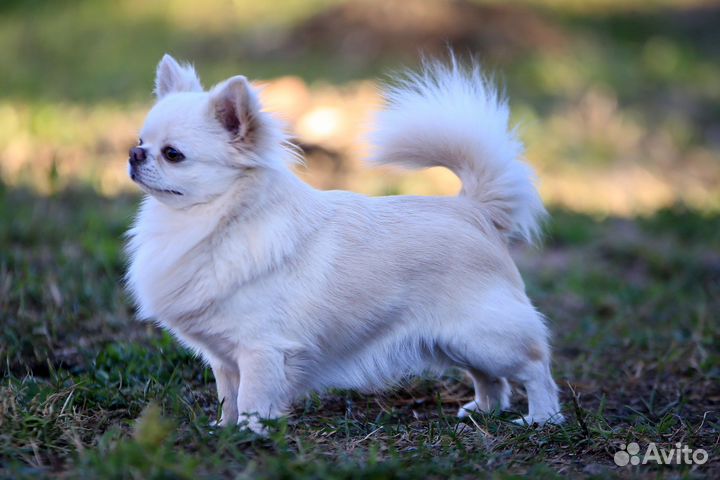 Чихуахуа кобель для вязки