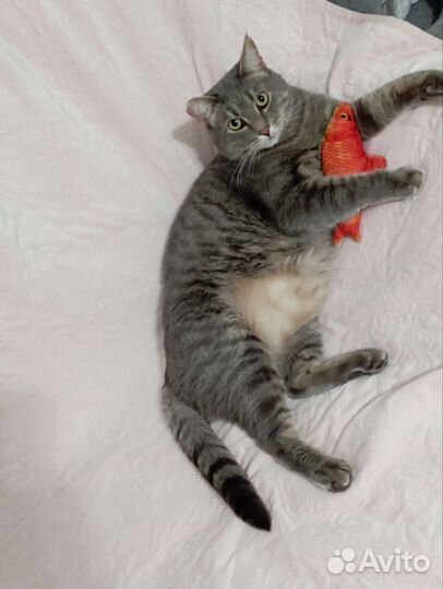 Кот Кис Мурчик, 3 года