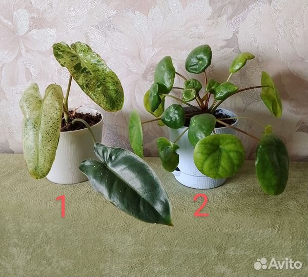 Комнатные растения разные