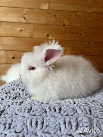 Кролики немецкая ангора
