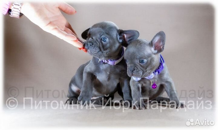 Французский бульдог мини девочки