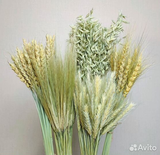 Колосья: пшеница, рожь, ячмень, овес, сетария