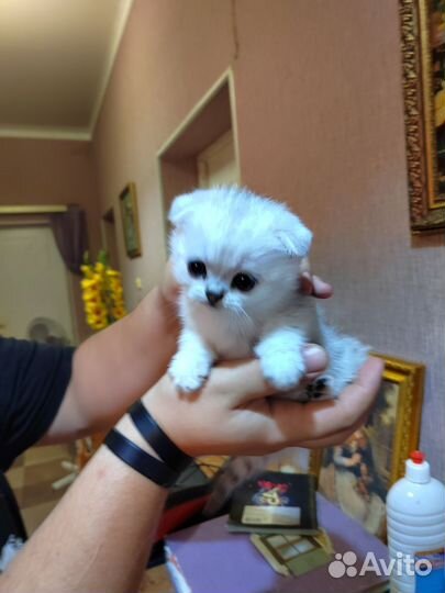 Шотландская вислоухая