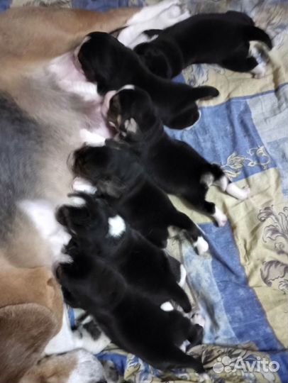 Щенки бигль