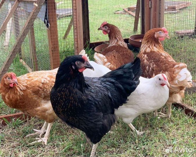 Куры молодки