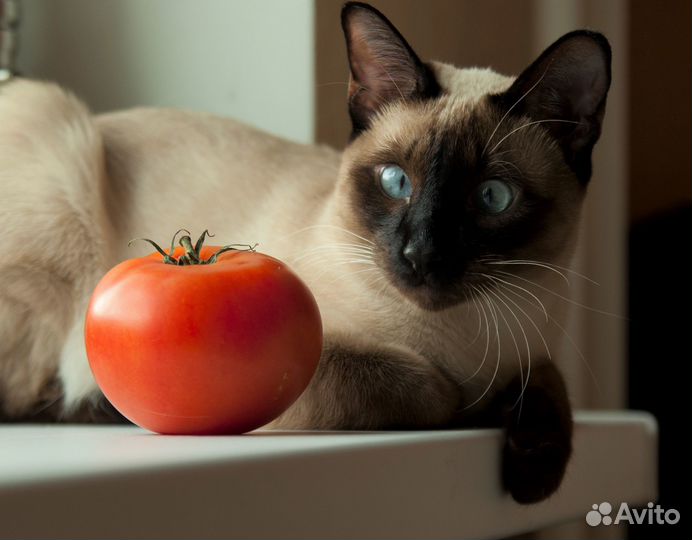 Домашняя передержка кошек