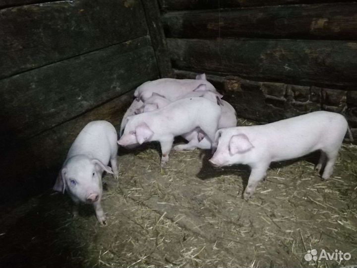 Поросята ландрас
