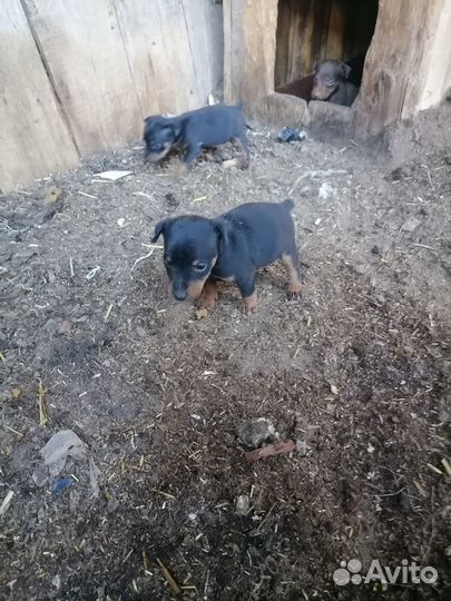 Щенки ягдтерьера