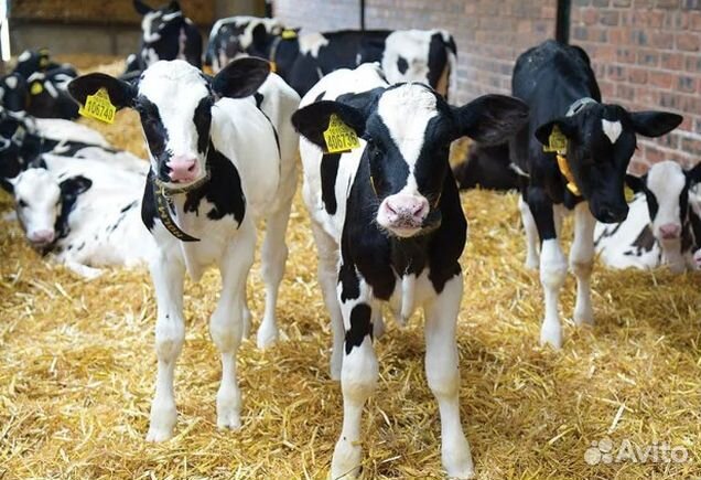 Бычки от 1 месяца