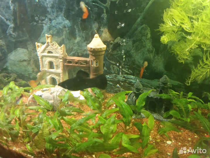 Продам готовый аквариум