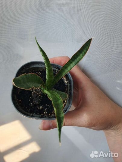 Сансевиерия сортовая