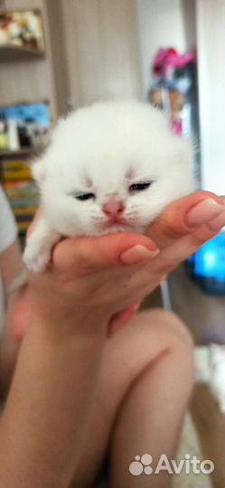 Изумительные зеленоглазые котятки