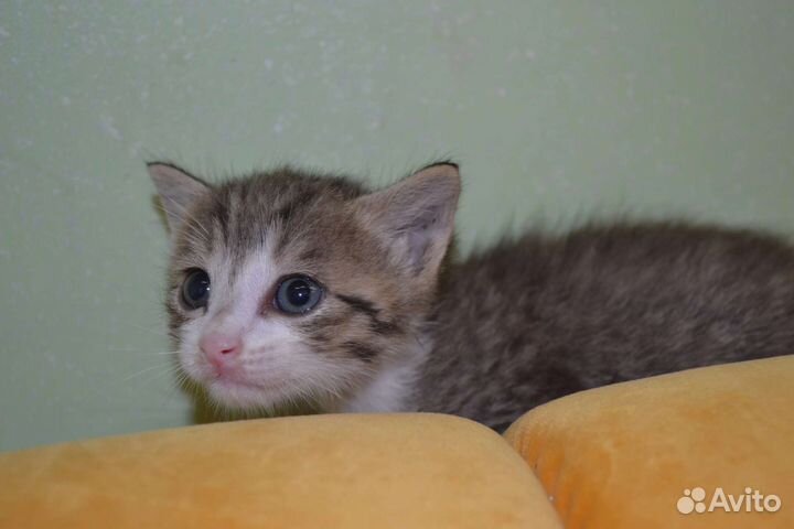 Котёнок мальчик в заботливые руки