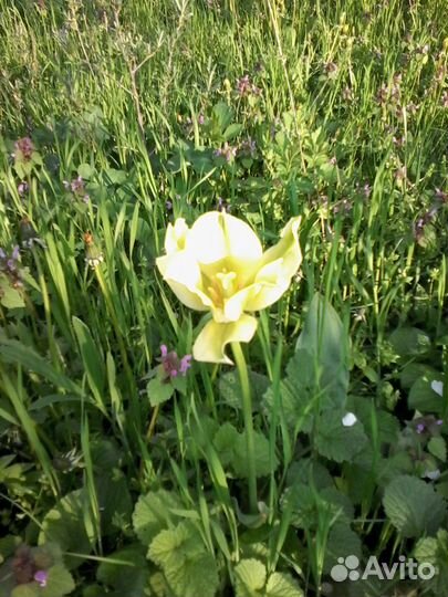 Тюльпаны луковицы микс