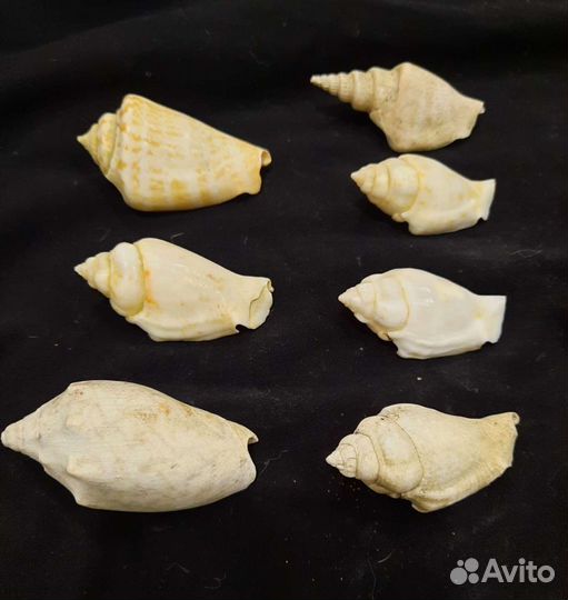 Морская звезда, морские раковины камни