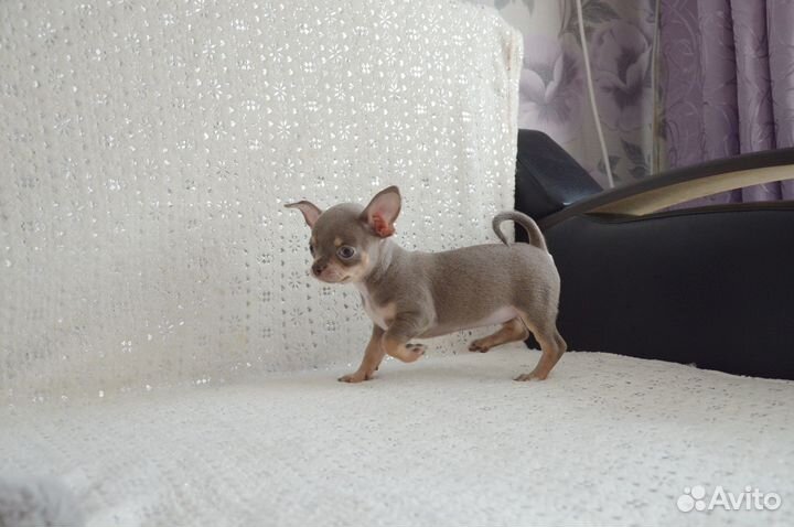 Очень красивые чиходетки