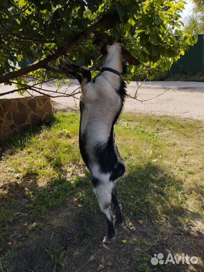 Нубийский козел