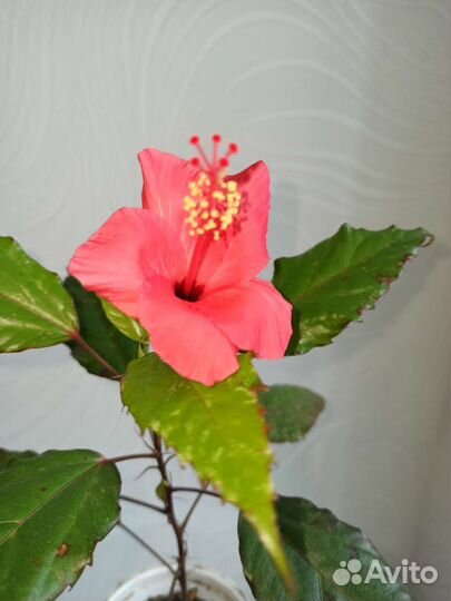 Гибискус китайская роза