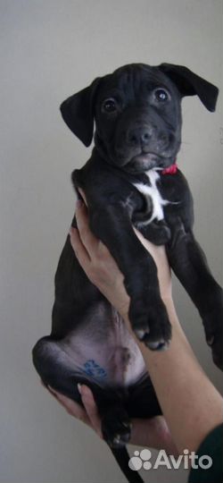 Щенки питбуля