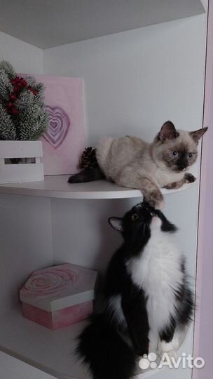 Котенок 3 мес. К лотку приучена