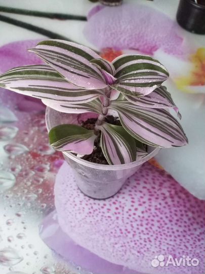 Традесканция зебрина