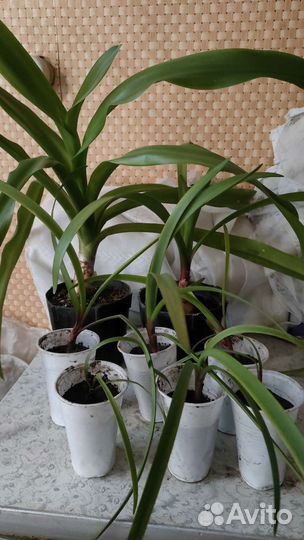 Гиппеаструм оранжевый. Лилия. Детки