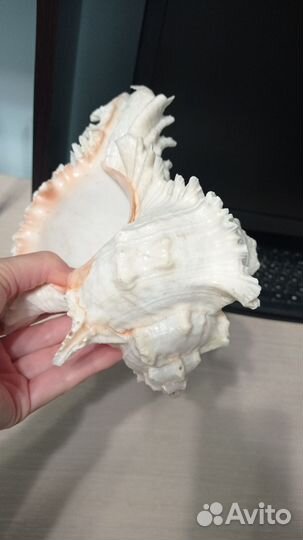 Раковина ракушка большая