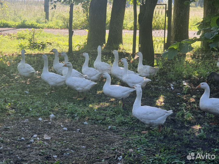 Молодые гуси