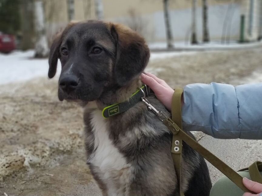 Щенок из приюта: Микки, девочка, 5 мес