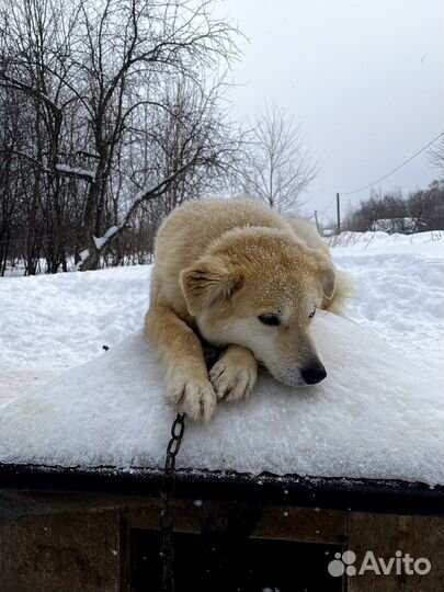 Стерилизованная Собака среднего размера