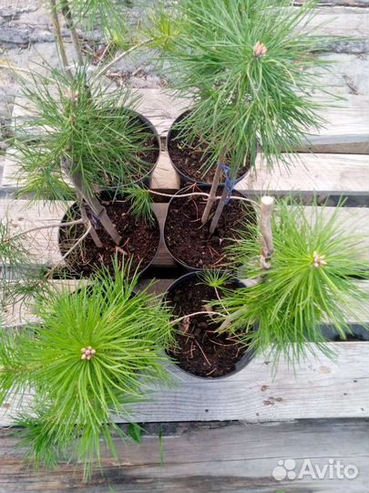 Саженцы сибирского кедра