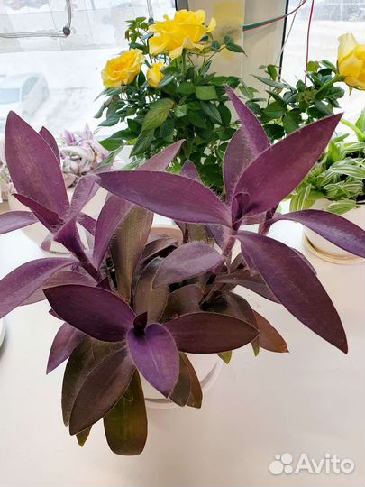 Традесканция фиолетовая Сеткреазия пурпурная