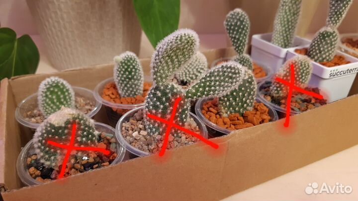 Кактус опунция