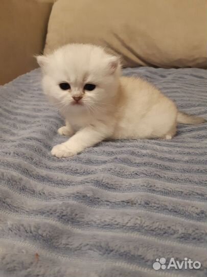 Котятки шиншиллы