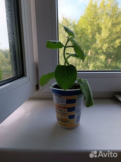 Мята комнатная