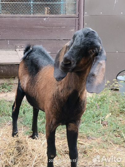 Козел для вязки