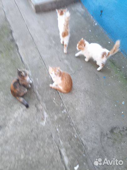 Домашние животные кошки