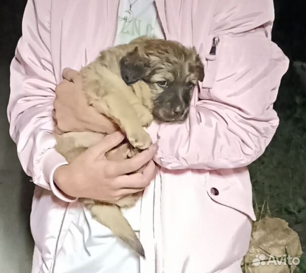Собака в добрые руки щенок мальчик