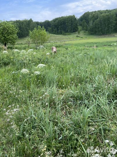 Продам прудовое хозяиство