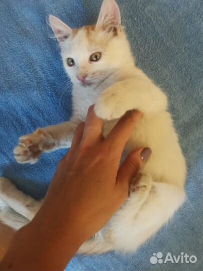 Котенок бесплатно