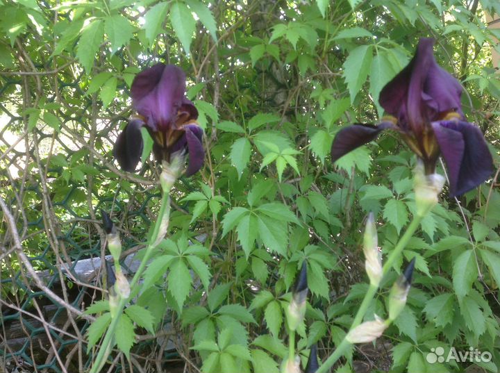 Ирисы бородавчатые