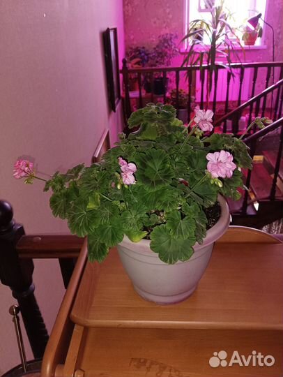 Герань пеларгония