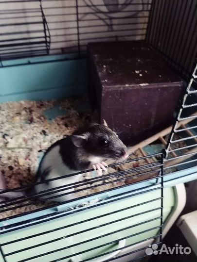 Крыса Дамбо