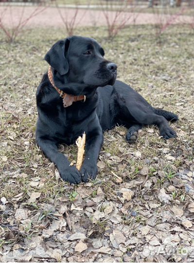 Кобель для вязки лабрадор