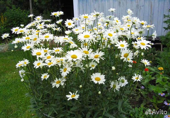 Кусты ромашки