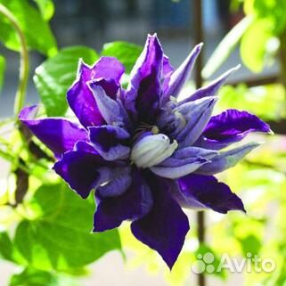 Саженцы клематиса